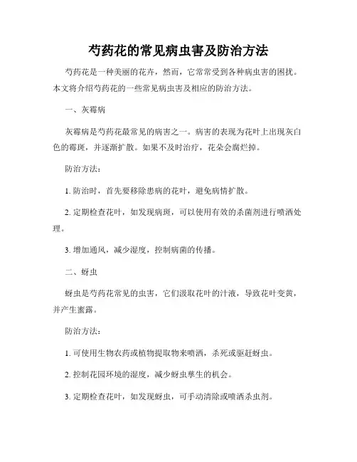 芍药花的常见病虫害及防治方法