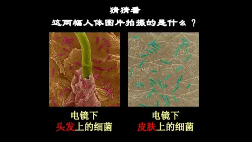 人教版初中生物八年级上册第五单元第四章第二节细菌  共30张