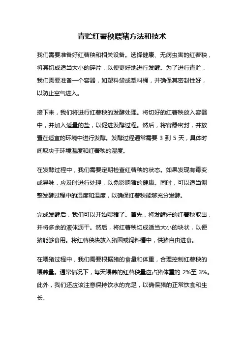 青贮红薯秧喂猪方法和技术