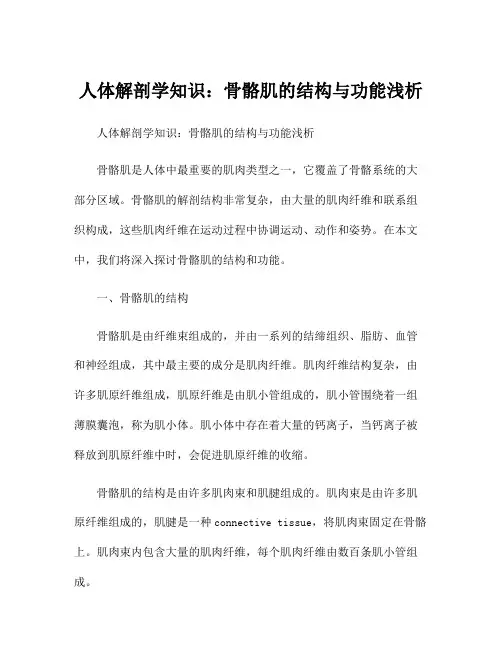 人体解剖学知识：骨骼肌的结构与功能浅析