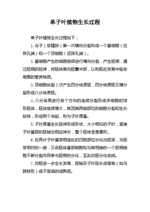 单子叶植物生长过程