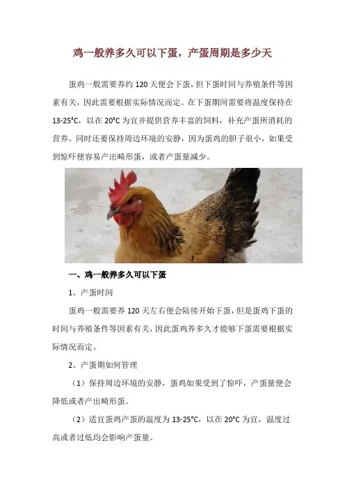 鸡一般养多久可以下蛋,产蛋周期是多少天