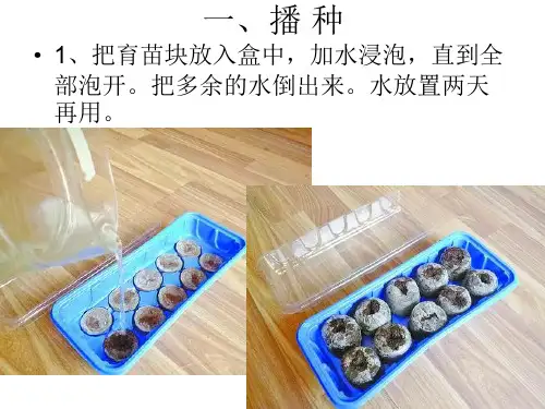 矮牵牛种植过程详细图解