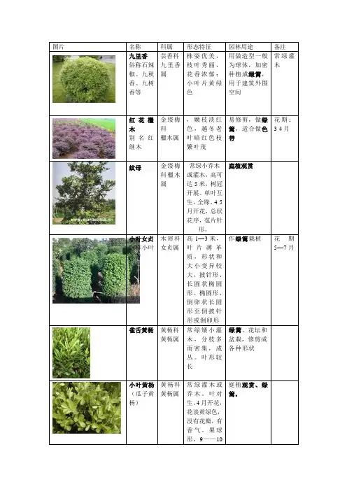 灌木