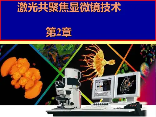 激光共聚焦显微镜分析技术