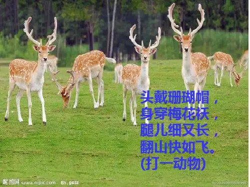 小学语文三年级上28.狮子和鹿
