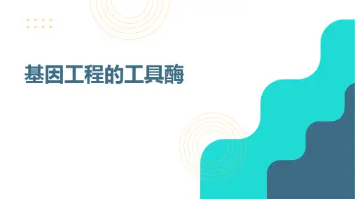 基因工程的工具酶