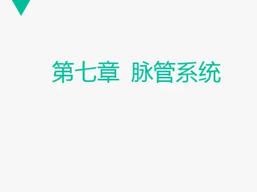 《解剖学基础》脉管系统  ppt课件