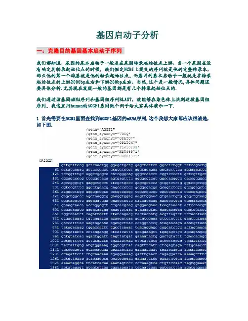 基因启动子分析