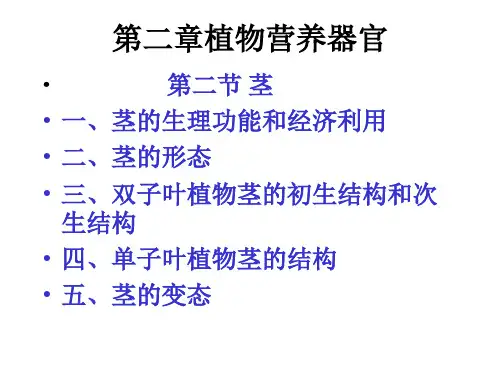 三双子叶植物茎结构