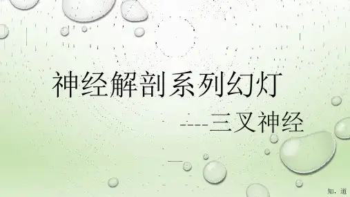 三叉神经新