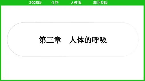 2025年人教版中考生物总复习考点精讲七年级下册第四单元生物圈中的人第三章人体的呼吸