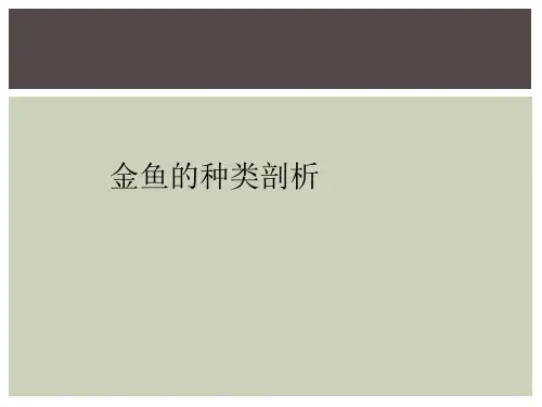 金鱼的种类剖析