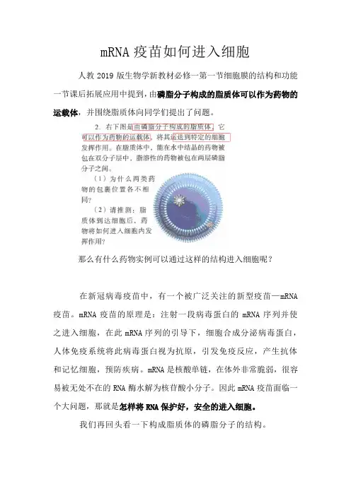 备课素材：mRNA疫苗如何进入细胞 高一上学期生物人教版必修1