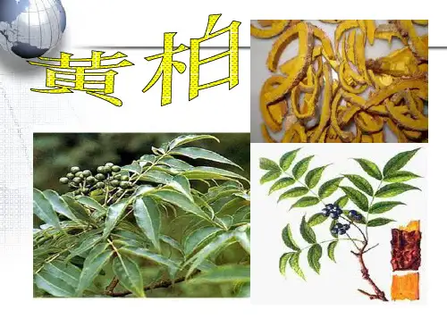 黄柏