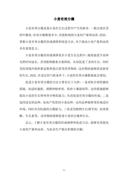小麦有效分蘖