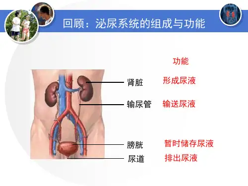 公开课《尿的形成与排出》PPT