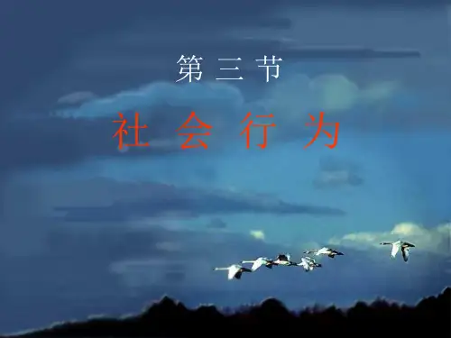 初中生物--社会行为课件