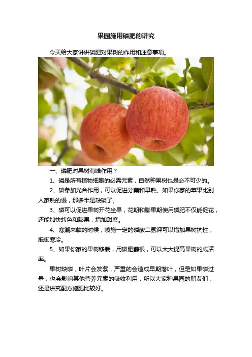 果园施用磷肥的讲究