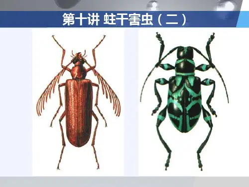 森林昆虫学--十(二)_蛀干害虫_(1).ppt