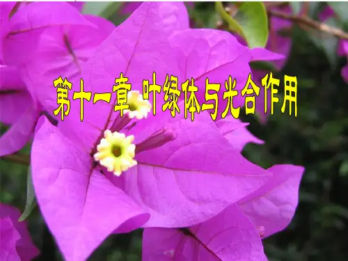 第十一章叶绿体与光合作用