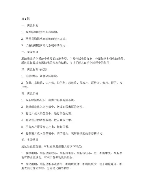 实验报告肠细胞观察(3篇)