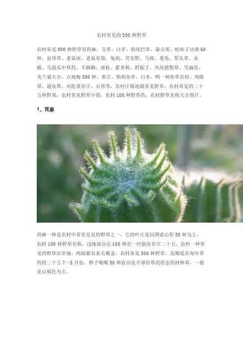 农村常见的300种野草
