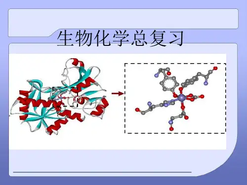 生物化学总复习PPT