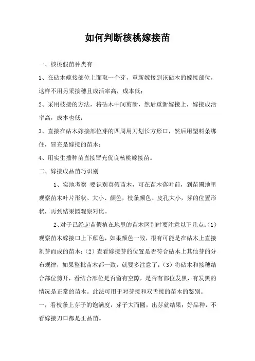 如何判断核桃嫁接苗