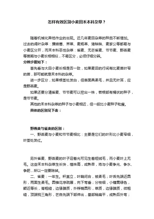 怎样有效区别小麦田禾本科杂草？