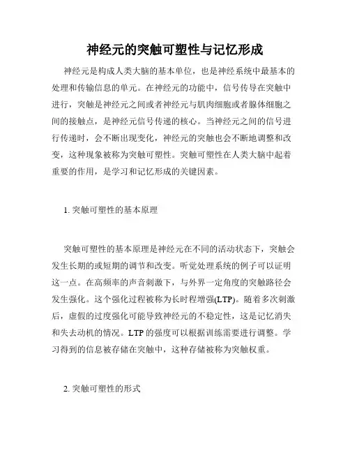 神经元的突触可塑性与记忆形成