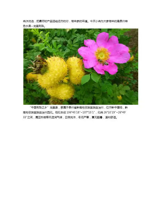 贵州特色水果--龙里刺梨