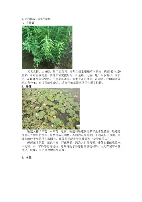 武汉解放公园水生植物图鉴