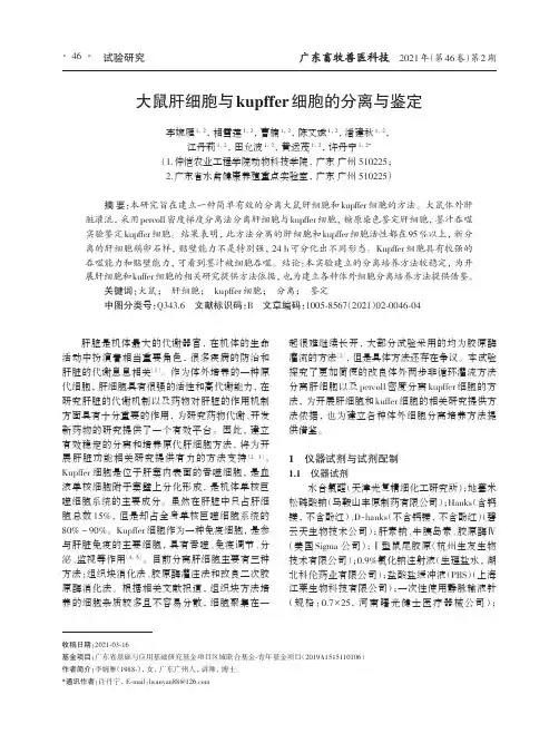 大鼠肝细胞与kupffer细胞的分离与鉴定