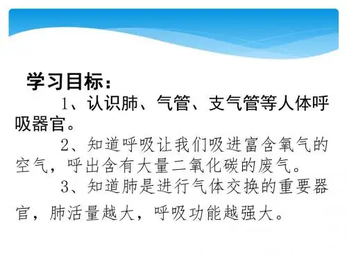 肺和呼吸公开课课件.ppt