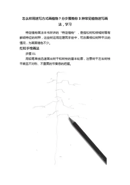 怎么样用速写方式画植物？分步骤教你3种常见植物速写画法，学习
