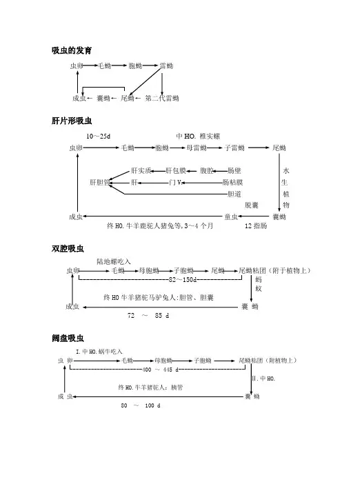 寄生虫生活史线条图解及部分鉴别表