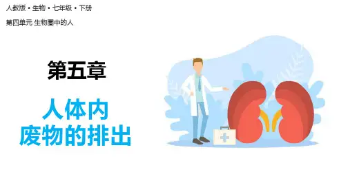 人体内废物的排出(课件)七年级生物下册课件(人教版七下)
