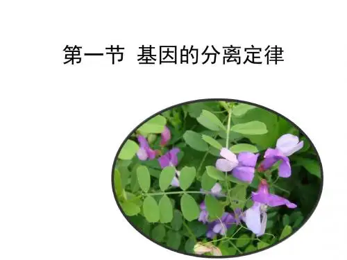 苏教版高中生物必修2 3.1《基因的分离定律》同步学习课件