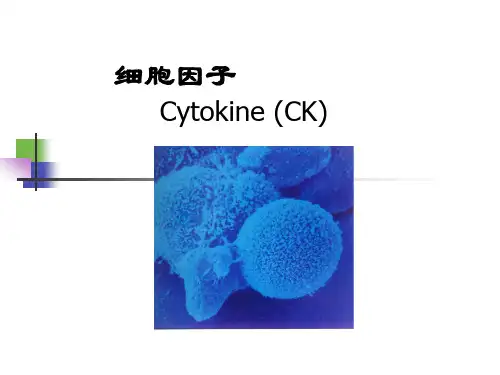 细胞因子 (CK)