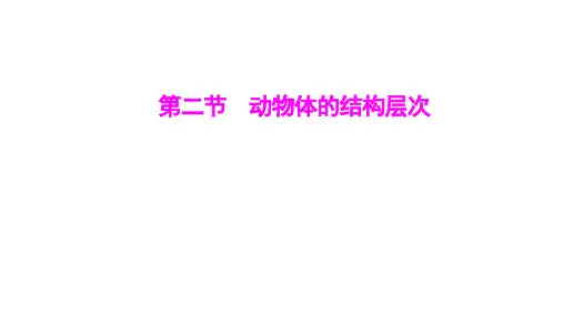 第一单元第三章第二节动物体的结构层次-2024-2025学年初中生物七年级上册(人教版)配套课件