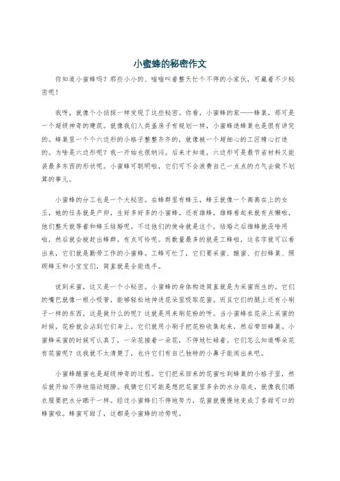 小蜜蜂的秘密作文
