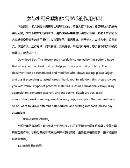 参与水稻分蘖和株高形成的作用机制
