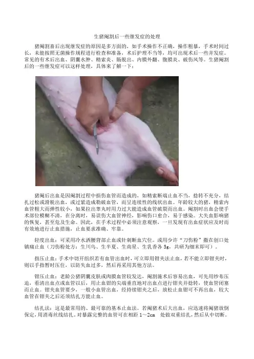 生猪阉割后一些继发症的处理