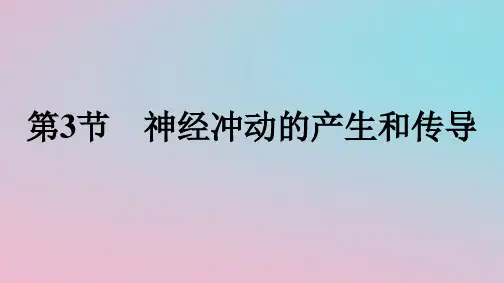 新教材2023年高中生物第2章神经调节第3节神经冲动的产生和传导课件新人教版选择性必修1