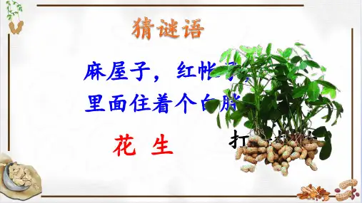《落花生》课件(共32张PPT)