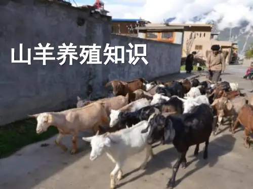 山羊养殖知识