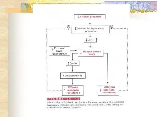 最新生理学课件 第八  肾脏的排泄3-PPT文档