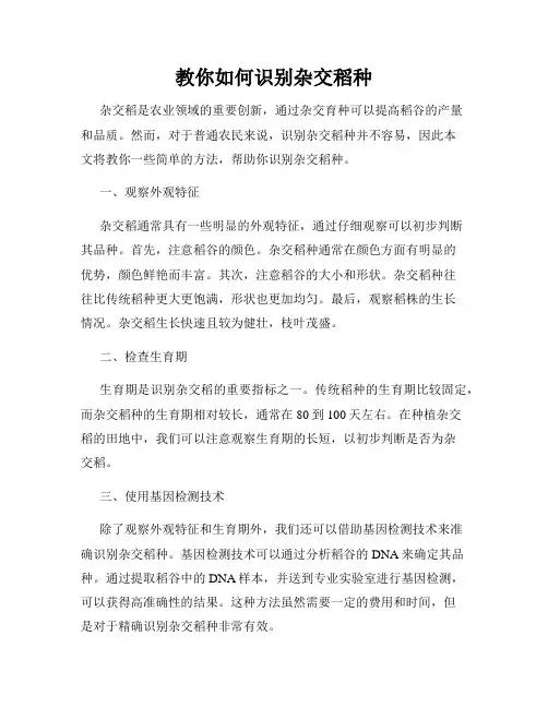教你如何识别杂交稻种