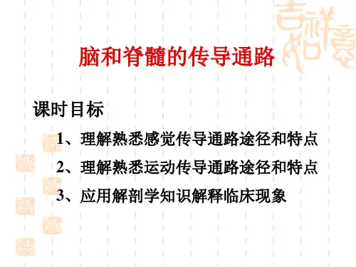 脑和脊髓的传导通路